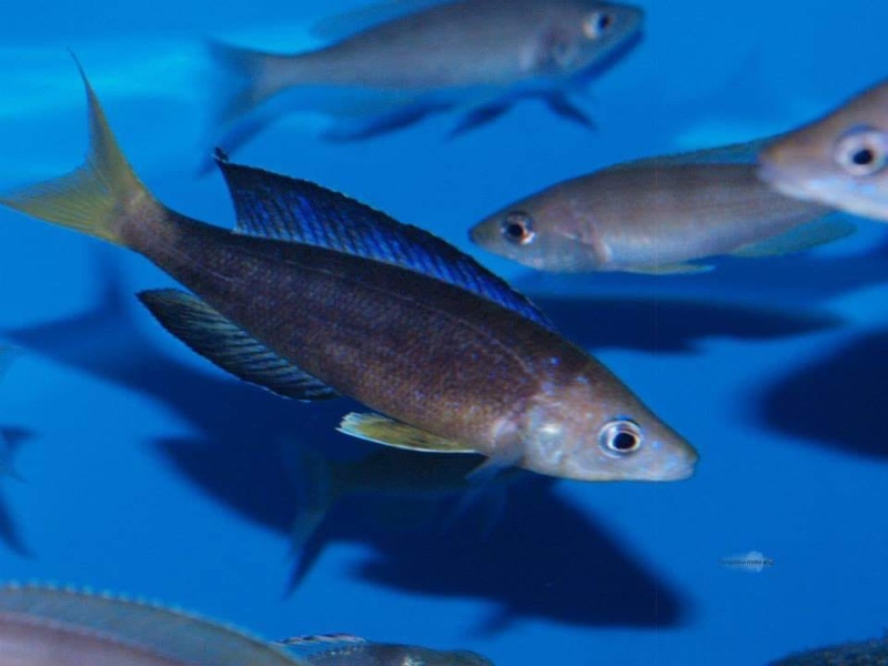 Cyprichromis microlepidotus 'Sibwesa'